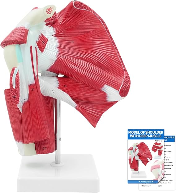 SFXYJ Shoulder Joint Muscled Model, 1:1 Life Size Human Complete Shoulder Anatomy Model Musculature from Rotator Cuff to Subscapular Tendon Muscles with Product Manual for Medical Study Training