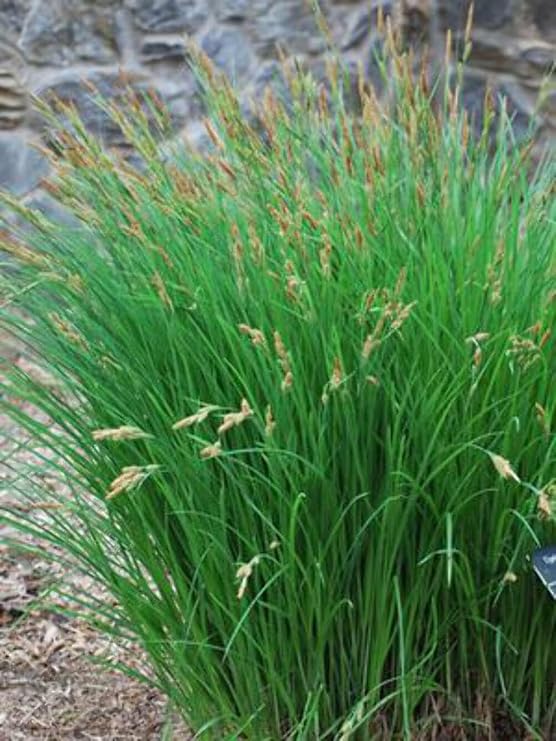 Carex stricta (Tussock Sedge) Native Live Perennial, Size-#1 Container, Fine-Textured Green Foliage, Zones 3-8