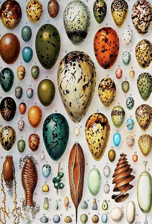 MINI Puzzle | Birds Eggs | 50 Unique Pieces | USA Made | Nautilus PuzzlesTM | Vintage Poster, Gift cfor Bird Lover, Mini Puzzle, Wooden