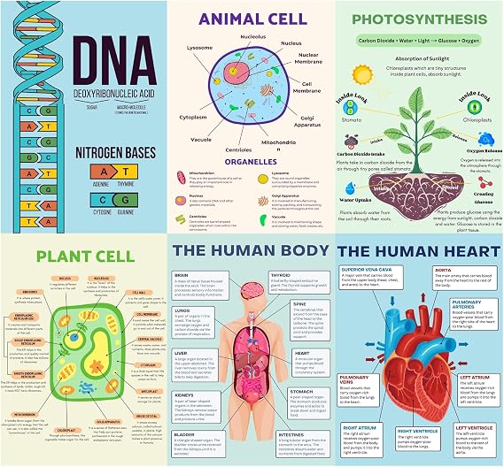 6 Biology Posters for Classroom, 10x14in Matte-Laminated Educational Biology Posters for High School - Classroom, School Hallways, Bulletin Boards, Home Study Room