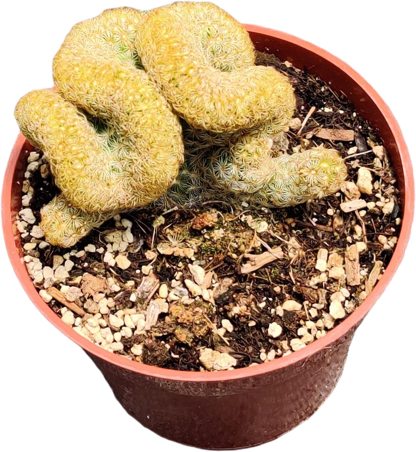 FOLIAGEMS Live Succulent Cactus Plants from USKC 4"Pot Mammillaria elongata cristata 'Brain Cactus'