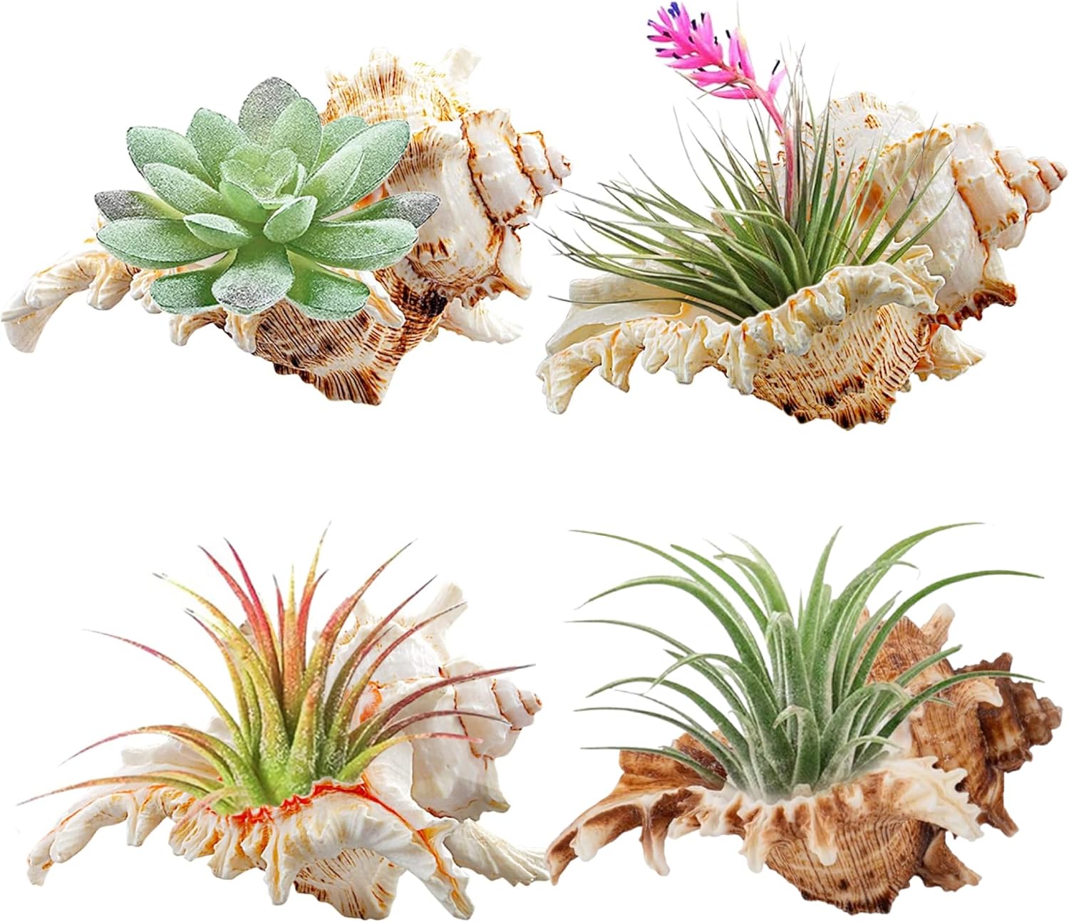 4 Pack 4-5 inches Conch Shells for Decorating air Plant Holders Unique Succulent Pot Betta Fish Tank Decorations Aquarium décor Fish House for Aquarium Beach Theme Party No Plants