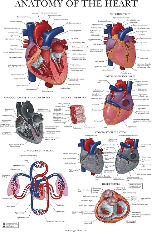 Palace Learning Heart Anatomy Poster - LAMINATED - Anatomical Chart of the Human Heart - 18" x 24"
