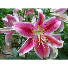 Stargazer Oriental Lily - 10 Bulbs