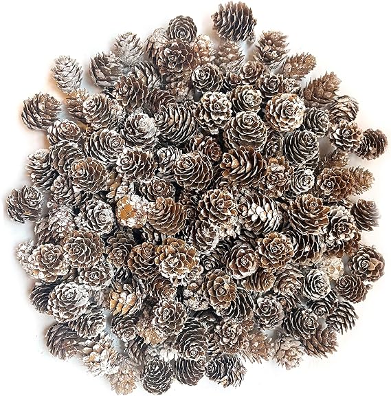 100Pcs Christmas Snow Pine Cones, Christmas Pinecones Natural Pine Cones White Pine Cones Small Pinecones for Crafts Christmas Party Ornament DIY Home Winter Decoration(2-3cm)