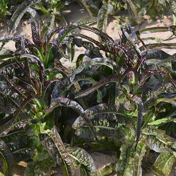 Kitazawa Seed Co Lettuce Seeds Purple Sword Celtuce 2 g Non-GMO Heirloom