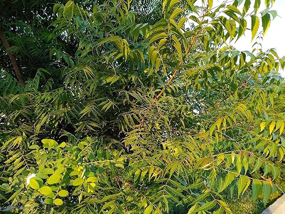 Fresh Neem Leaves and Chewing Sticks (Margosa or Azadirachta Indica Leaves) - 30 Stems with 150 to 210 organic natural leaves with 5 Fresh Neem Chewing Sticks. Handpicked from Organic Garden.